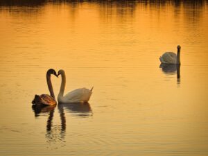 swan on lake